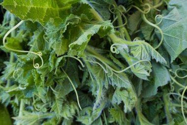 Sağlıklı duvar kağıdı arka planı. Marketteki sağlıklı taze organik yiyecekler. Kimse yok..