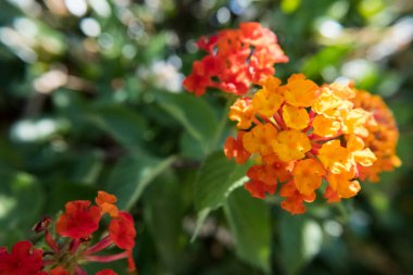 Doğa Çiçek Duvar kağıdı arka plan kırmızı ve sarı Lantana Camara olarak da bilinen büyük adaçayı, yaban adaçayı, çit çiçek, ağlayan Lantana, Lantana Camara Linn veya Tickberry.