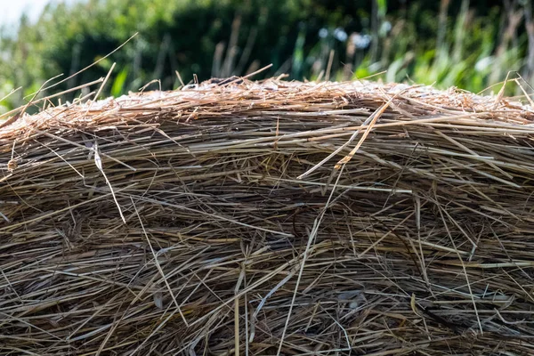 Dry yellow straw grass with trees in the background. — Stock Photo, Image