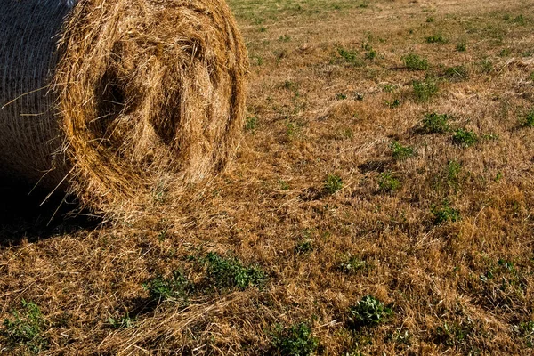 Low angle view of straw on the meadow. — Stock Photo, Image