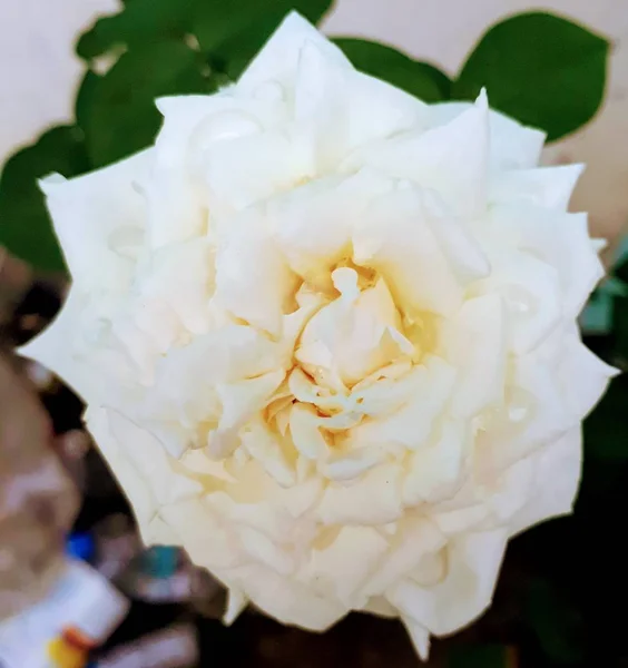 Vain Yksi Valkoinen Kukka — kuvapankkivalokuva