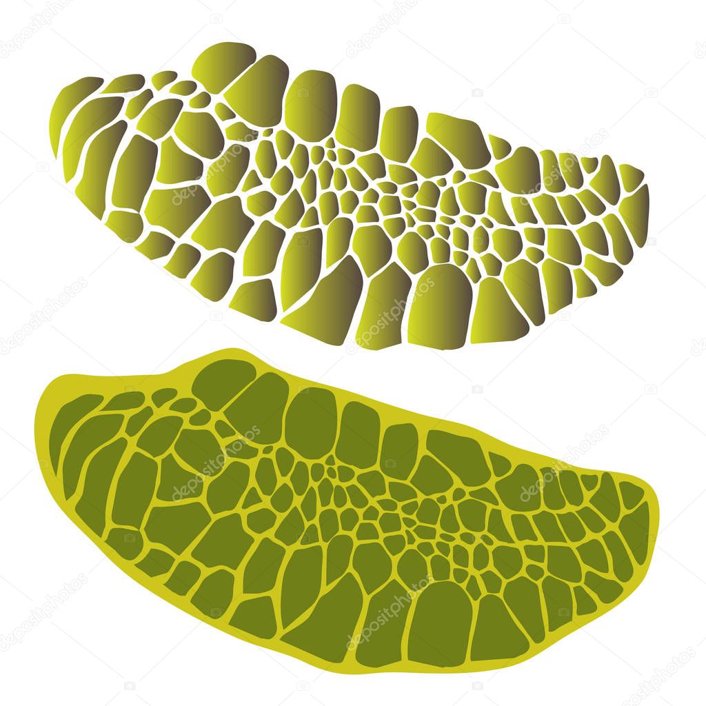 Tortoise fin or turtle paddle texture