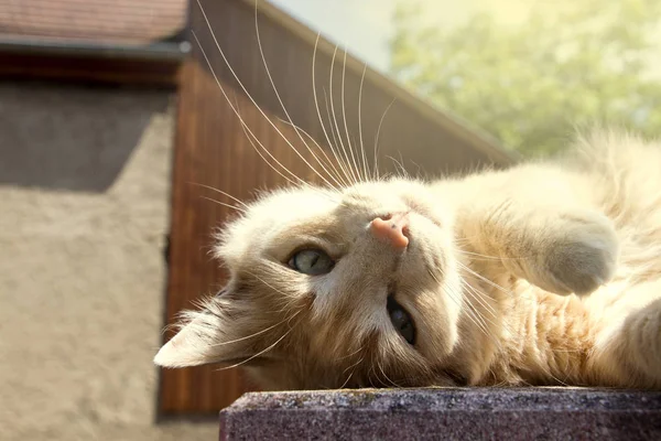 Kırmızı kedi yalan söylüyor, güneş üzerinde parlıyor..