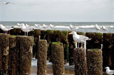 Su ayırıcı üzerinde martı