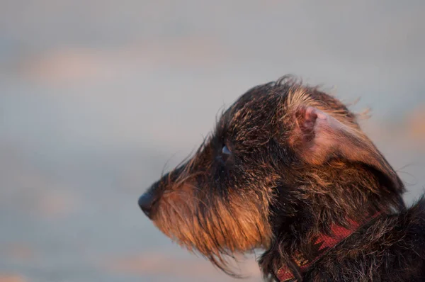 Sahilde küçük köpek. Rüzgar, shaggy köpek portre