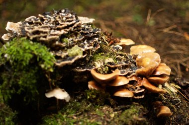 Sonbaharda orman zemininde yeşil yosunlarla çevrili mantar.