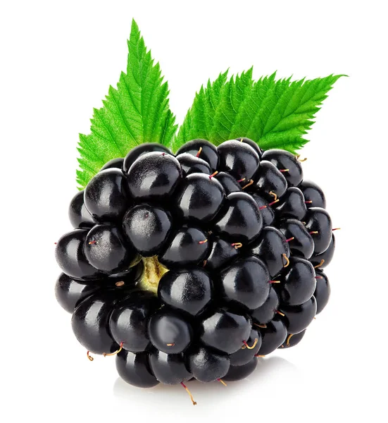 Fresh Blackberry Leaves Close Isolated White Background — Stock Photo, Image
