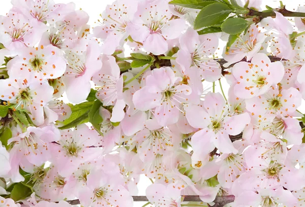 Blommande Äppelträd Gren Närbild Som Bakgrund — Stockfoto