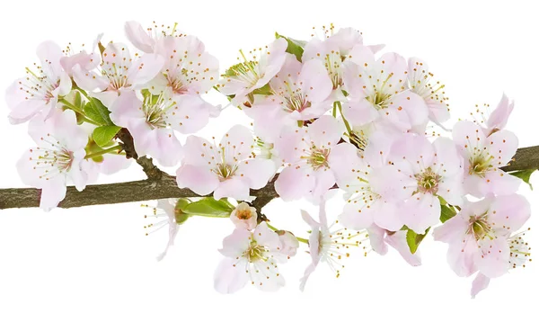 Apfelblüten Zweig Isoliert Auf Weißem Hintergrund — Stockfoto