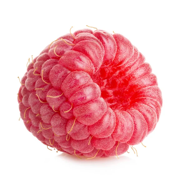 Isolated Berry One Fresh Raspberry Fruit Isolated White Background — Stock Photo, Image
