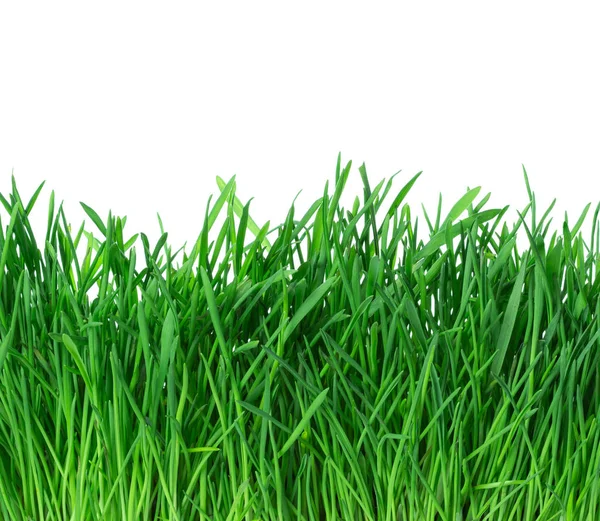 Green Grass Isolated White Background — Stock Photo, Image