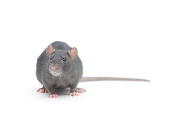 Fare beyaz arkaplanda izole edildi