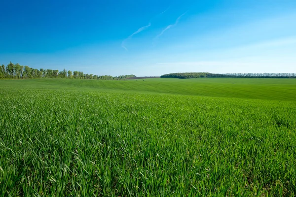 Pradera Verde Bajo Cielo Azul Con Nubes — Foto de Stock