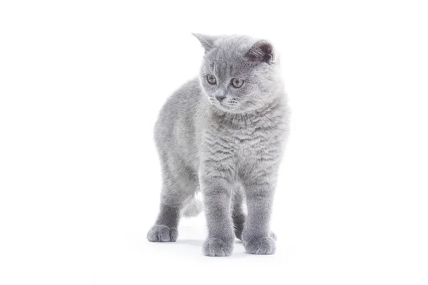 Malé Britské Kotě Bílém Pozadí — Stock fotografie