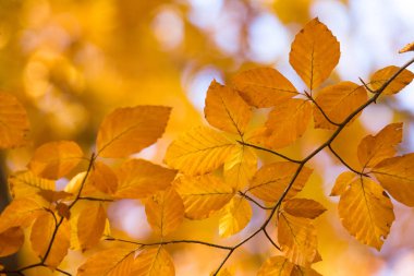 Sonbahar sezonu renkli yaprakları 