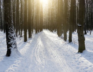 Kış dönemi içinde ağaçlar suşları arasında orman ormanda günbatımı