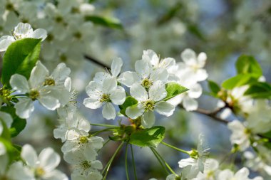 Çiçek açan ağaç ve güneş ile güzel doğa manzara flare