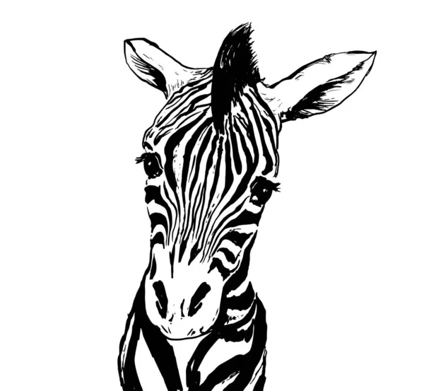 Imagem Gráfica Zebras Isoladas Branco Perfeito Para Impressão Shirt Capa —  Vetores de Stock