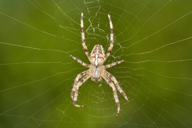 Avrupai bir bahçe örümceğinin detaylı makrosu ağında pusuda bekliyor.