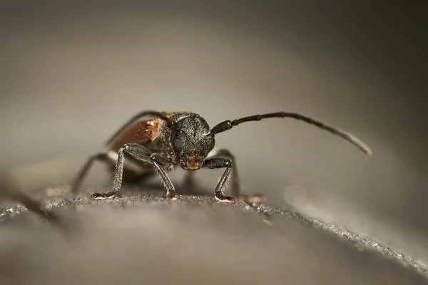 Macro Primer Plano Detallado Escarabajo Cuerno Largo Marrón Sentado Superficie — Foto de Stock