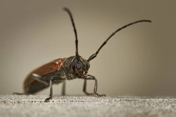 Detailed Close Macro Brown Longhorn Beetle Sitting Wooden Surface — Stock Photo, Image