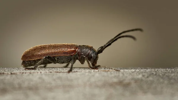 Macro Primer Plano Detallado Escarabajo Cuerno Largo Marrón Sentado Superficie — Foto de Stock