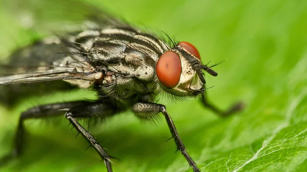 Détail Close Macro Haute Résolution Une Mouche Chair Commune Assise — Photo