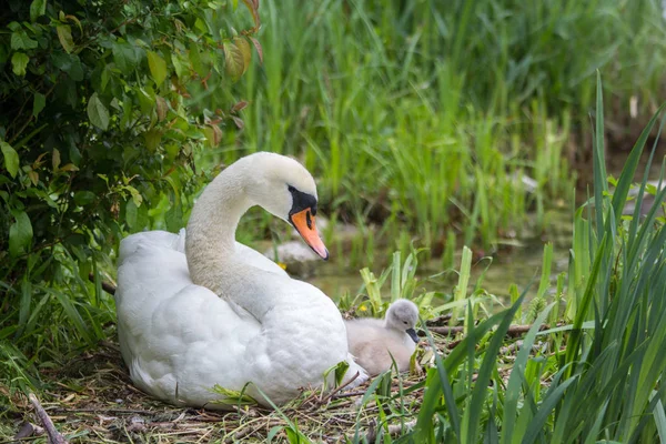 Schwanenmutter Mit Netzbaby Sitzt Brutnest Rheinufer — Stockfoto