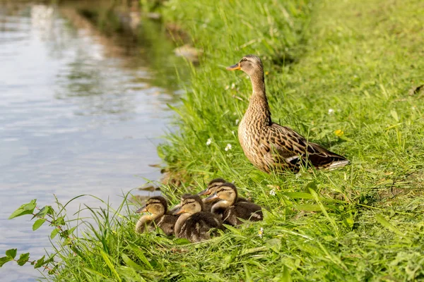 Mallard Matka Kaczka Ducklings Stronie Rzeki — Zdjęcie stockowe