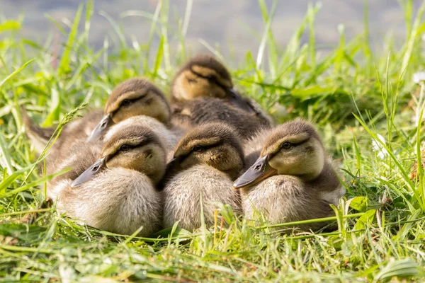 Baby Mallard Eendjes Knuffelen Samen Voor Warmte Aan Rivier — Stockfoto