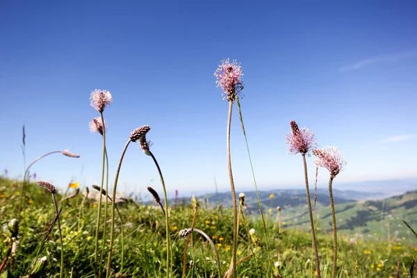 Alps Flora Hoary Plantain Plantago Media — Stock Photo, Image