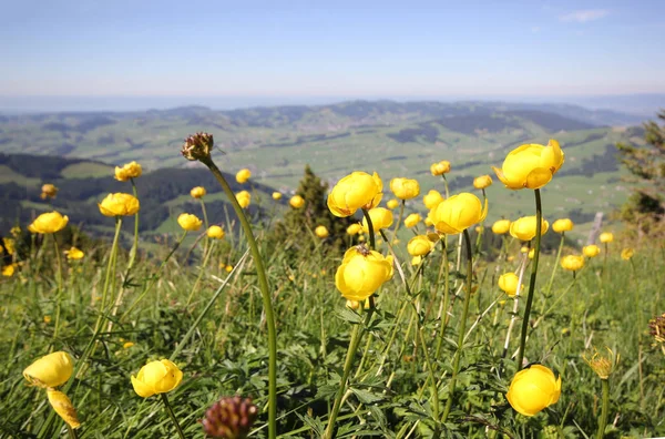Alps Flora Globeflower Trollius Europaeus — Stock Photo, Image