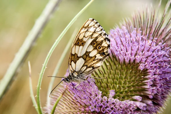 Butterfly Schackbräde Kvinna Melanargia Galathea Lila Blommande Vilda Kardväddar Dispscus — Stockfoto