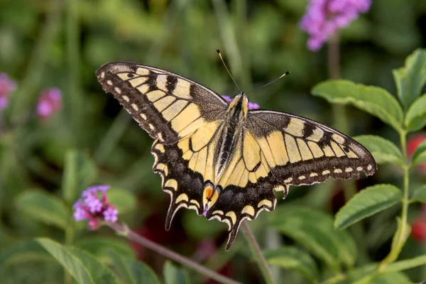 Queue Hirondelle Papillon Papilio Machaon Sur Une Plante Sauvage — Photo