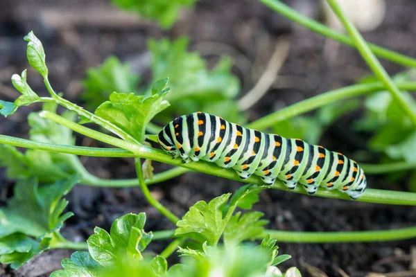 Butterfly Caterpillar Swallowtail Papilio Machaon Feeding Parsley Garden — Stock Photo, Image