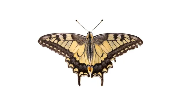 Papillon Queue Hirondelle Papilio Machaon Isolé Sur Fond Blanc — Photo