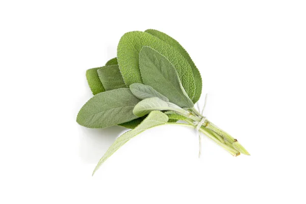 Kruid Van Plant Salie Salvia Officinalis Verlaat Bos Geïsoleerd Witte — Stockfoto