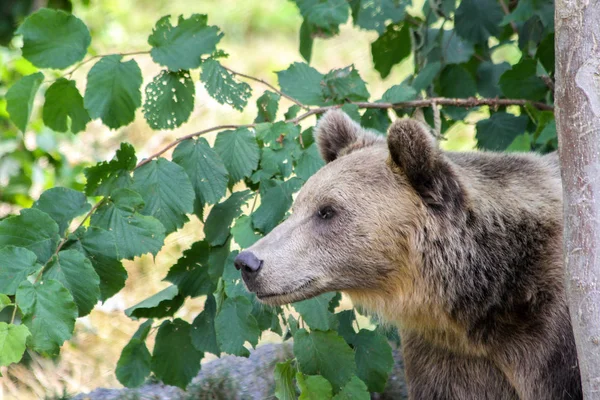 Urso Marrom Esconde Espreita Atentamente Atrás Uma Árvore Floresta — Fotografia de Stock