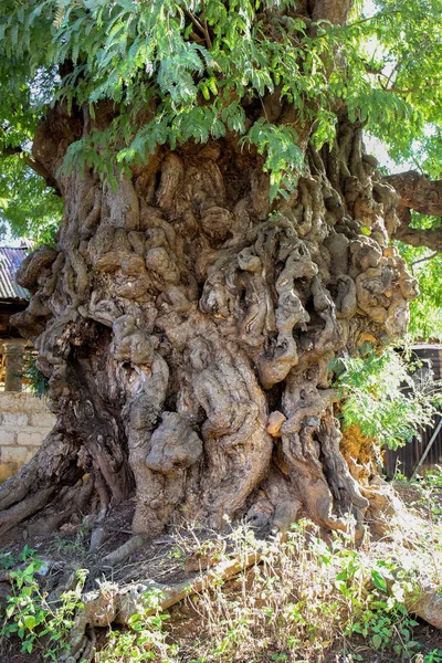 Gnarled Tronco Árbol Viejo Gigante Creciendo Myanmar Asia Del Sur —  Fotos de Stock