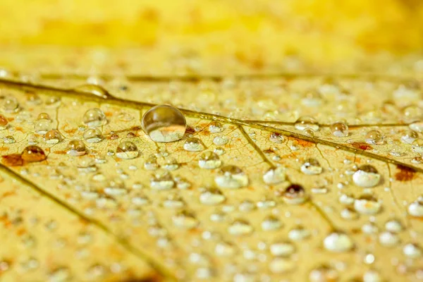 Gotas Agua Sobre Una Hoja Caída Otoño — Foto de Stock