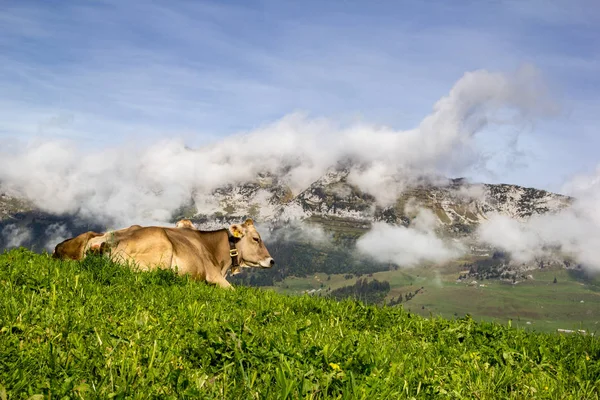 Vacas Suizas Con Campana Pie Mistya Niebla Montaña Matterstock Región —  Fotos de Stock
