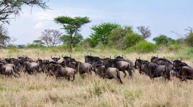 Birbirimizden kaçmak wildebeest savannah, Serengeti Milli Parkı, Tanzanya, Afrika vahşi hayvanlar takip