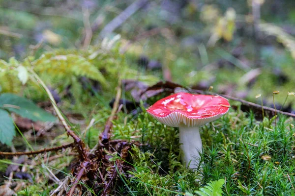 Red Russula Mushroom Russula Emetica Forest — Stock Photo, Image