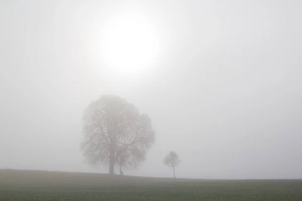 Ранним Утром Восход Солнца Серый Утренний Туман Осенью Над Полем — стоковое фото