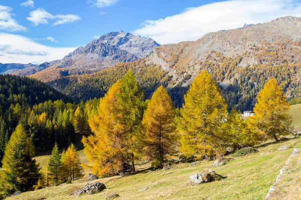 Őszi Jelenet Svájci Alpokban Gyönyörű Sárga Vörösfenyő Fák Hegy Háttérben — Stock Fotó