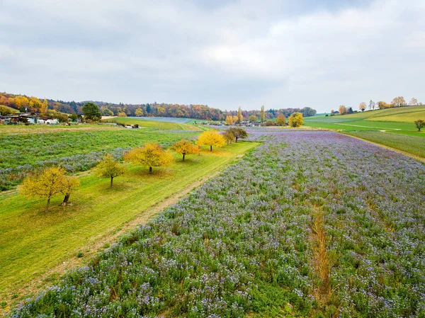 Drohnenaufnahmen Und Luftaufnahmen Über Phacelia Felder Auf Einem Bauerndorf — Stockfoto