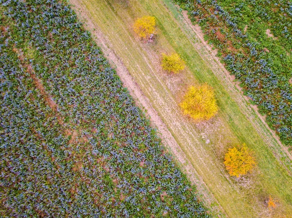 Drony Fotografie Nadhled Nad Phacelia Pole Žlutou Čárou Strom Mezi — Stock fotografie