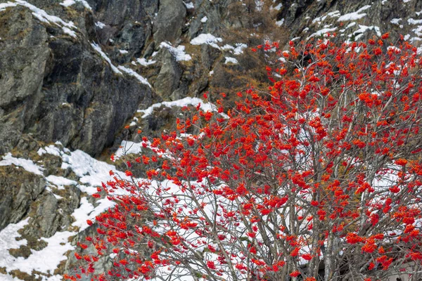 Drzewo Czerwone Jagody Dziki Jarzębiny Sorbus Aucuparia Tle Górskich Świeży — Zdjęcie stockowe