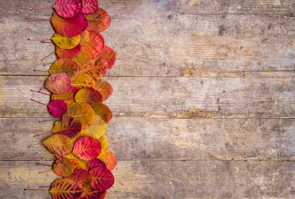Kleurrijke Rode Herfst Leafes Getextureerde Vintage Rustieke Houten Plank Achtergrond — Stockfoto
