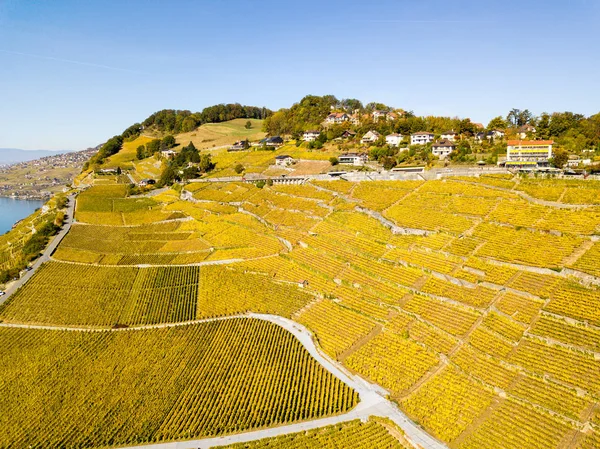 Vista Aérea Com Drone Sobre Vinhas Cor Dourada Outono Lake — Fotografia de Stock